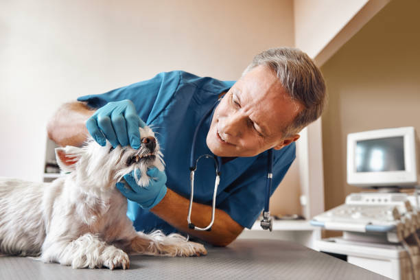 Best Emergency Root Canal Treatment in Loyola, CA